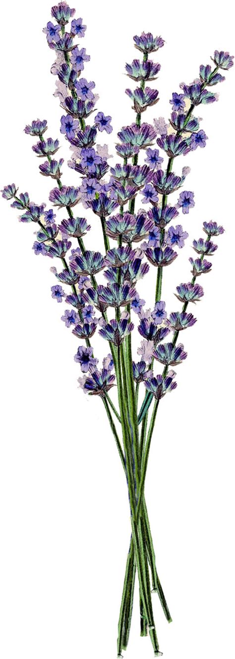 free lavender clipart|lavender clip art free images.